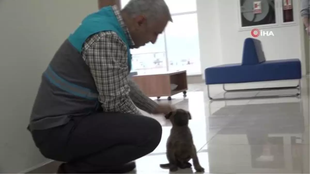 MASKİ personelleri donmak üzereyken buldukları yavru köpeğe yardım eli uzattı