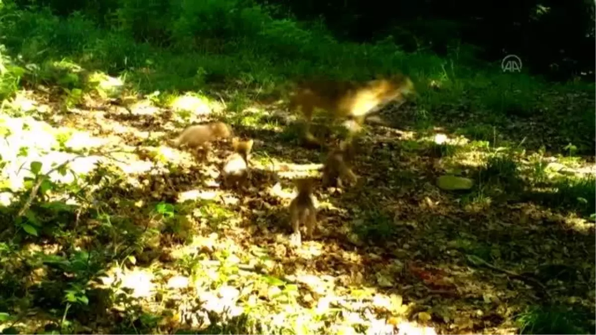 Yaban hayatı fotokapana yansıdı