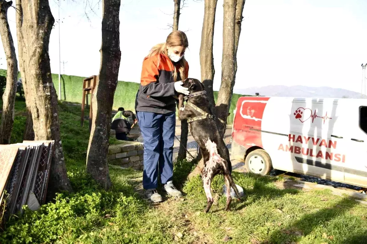 Samsun\'da tehlikeli ırk köpekler ücretsiz kısırlaştırılacak