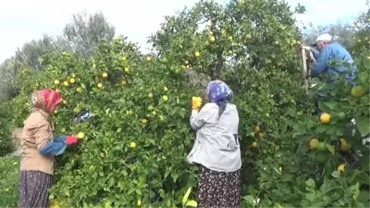 "Yatak limon" soğuk hava depolarına götürülmeye başlandı