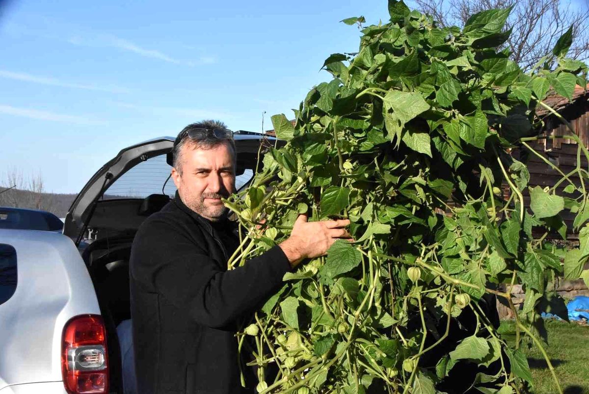 10 yıldır altın çilek yetiştiriyor