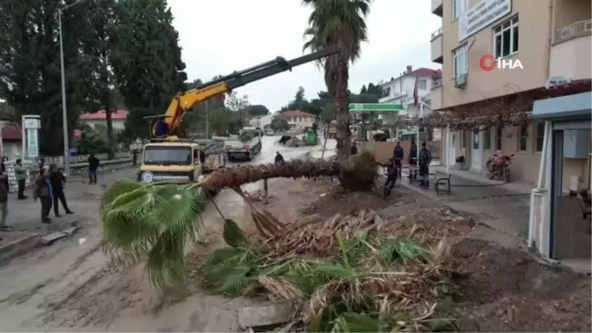 Ağaçlar zarar görmeden taşınıyor