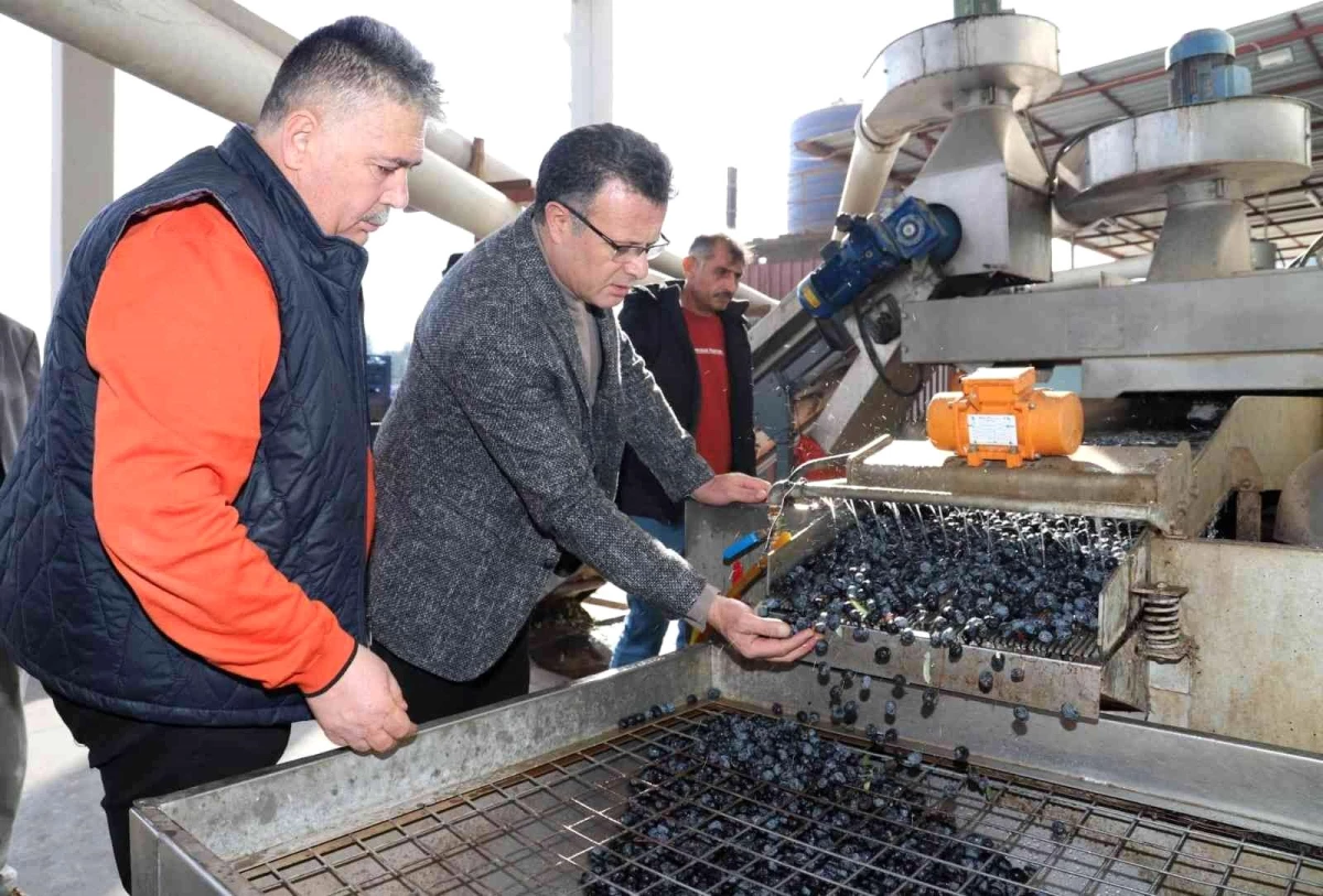 Alaşehir\'de üzüme alternatif zeytin üretimi hızla artıyor