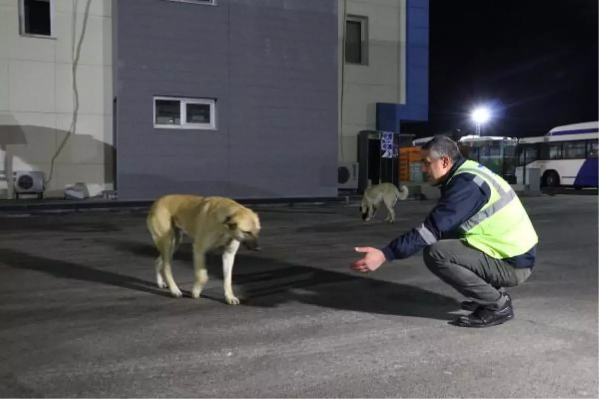 Ankara\'da EGO şoförlüğü yapan Demir, topladığı yemeklerle 150 köpeğe bakıyor