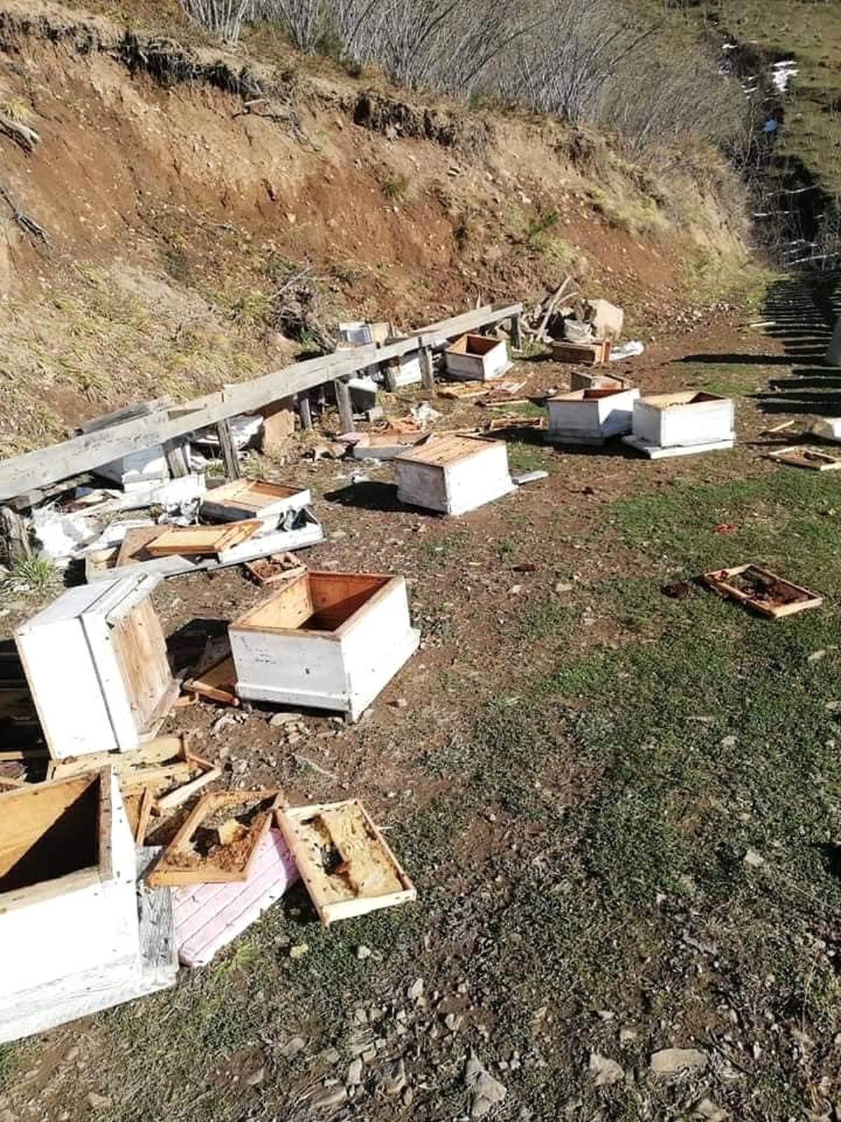 Artvin\'de kış uykusuna yatmayan ayılar, arı kovanlarını parçaladı