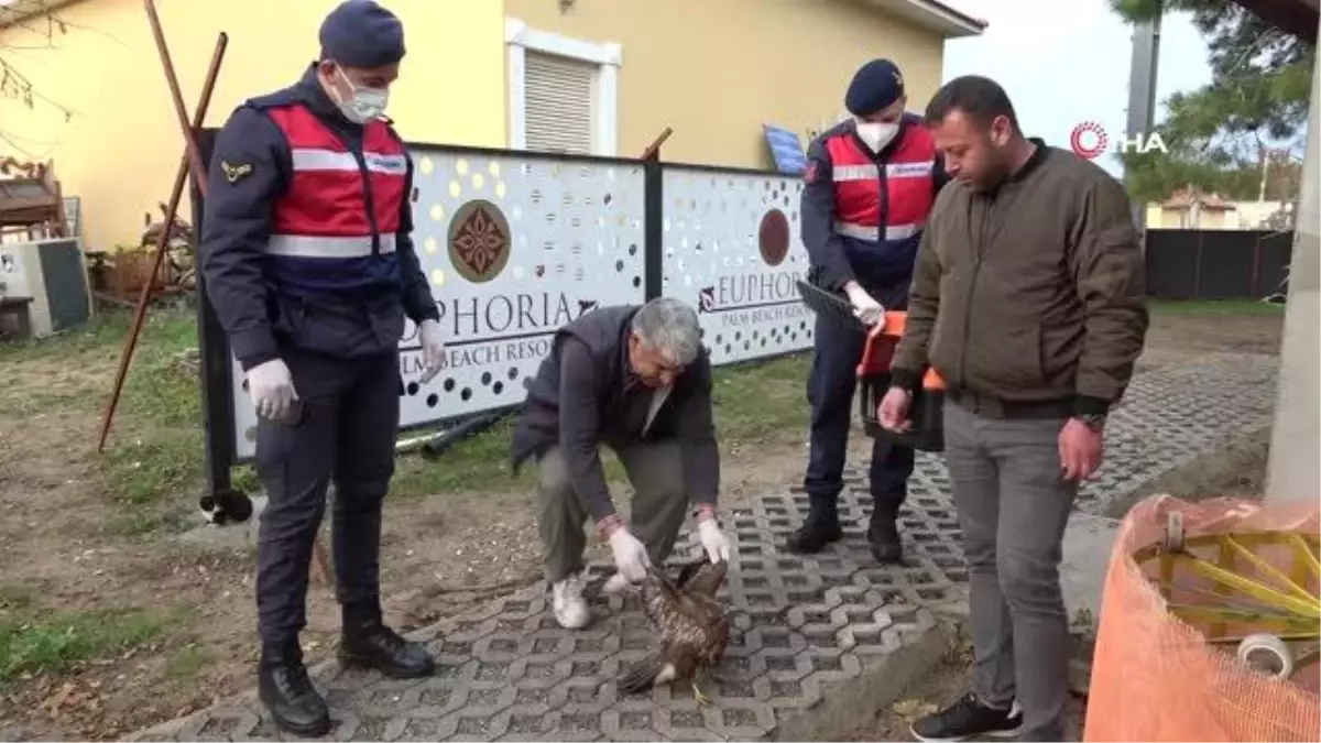 Avcıların vurduğu şahin otelin tenis kortunda yaralı halde bulundu