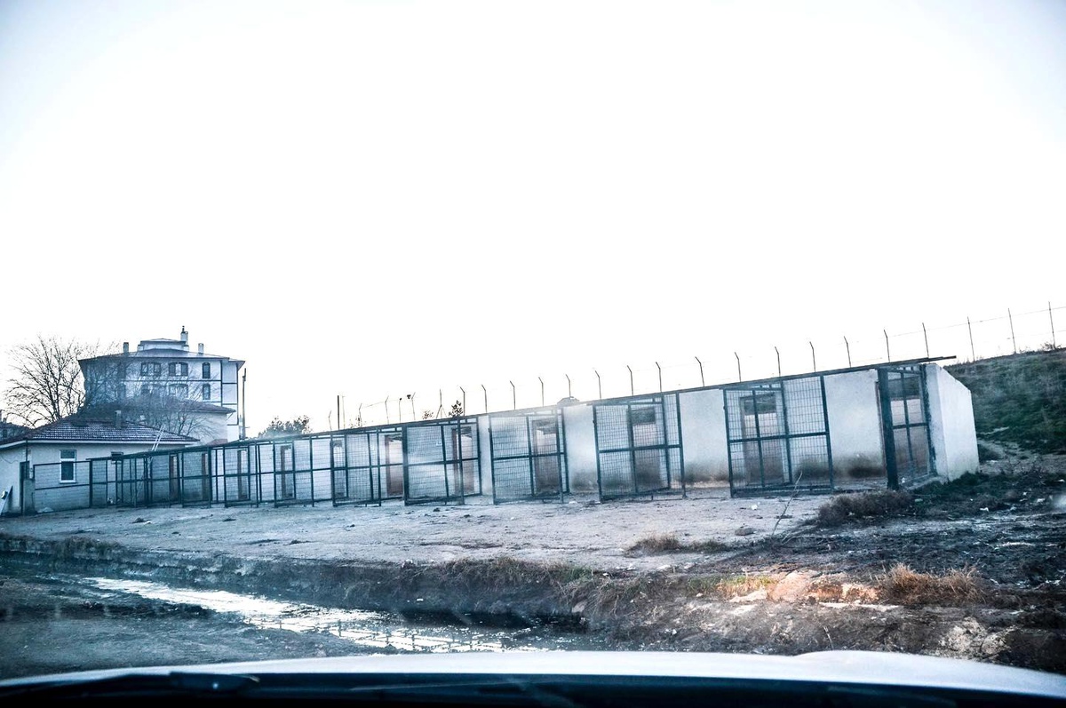 Barınak kapatıldı, hayvanlar sokağa salındı