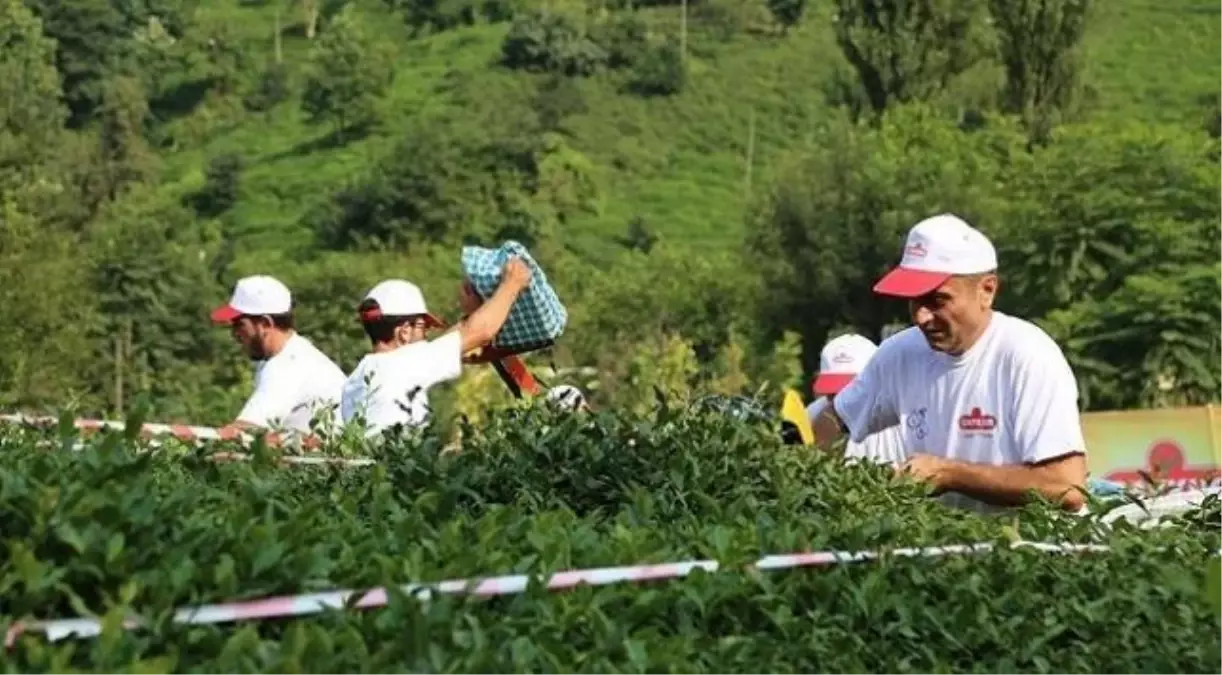 ÇAYKUR 630 mevsimlik işçi alacak