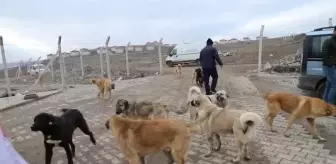 Çubuklu esnaflar sokak ve yaban hayvanlarını unutmadı