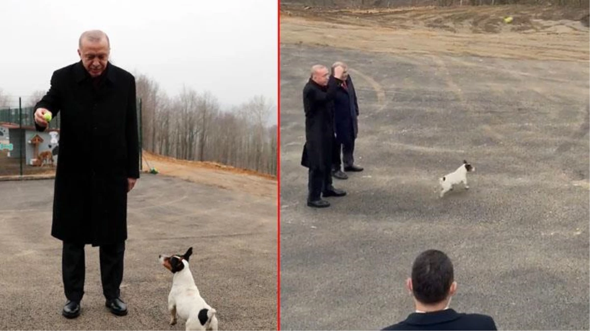 Cumhurbaşkanı Erdoğan\'ın hayvan barınağı ziyaretinden renkli anlar! Maylo ile oynadı