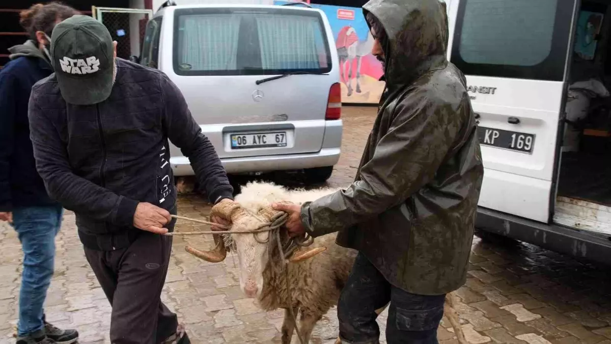 Didim\'de sürüsünden ayrılan Maviş isimli koyun korumaya alındı