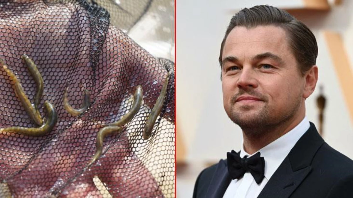 Batman\'da bulunan balık Leonardo DiCaprio\'yu bile heyecanlandırdı