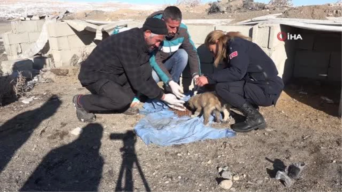 Erciş\'te belediye ekipleri sokakta yaşayan hayvanlara yiyecek bırakarak aşılarını yaptı