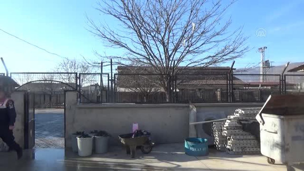 Son dakika haberleri... Jandarma, köydeki yasaklı ırk köpekleri barınağa götürdü