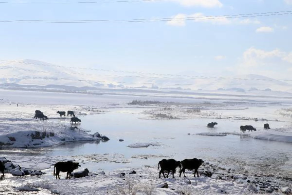 MANDALAR, EKSİ 10 DERECE SOĞUKTA, GÖL TABANINDAKİ YOSUNLARLA BESLENİYOR