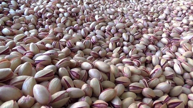 Siirt'ten Çin'e yarım milyon dolarlık fıstık ihracatı yapıldı