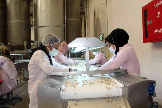 Siirt'ten Çin'e yarım milyon dolarlık fıstık ihracatı yapıldı
