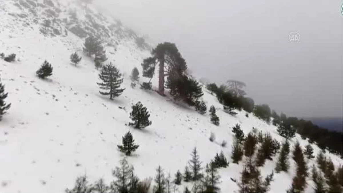 Yaban hayvanları için karla kaplı dağlara yem bırakıldı