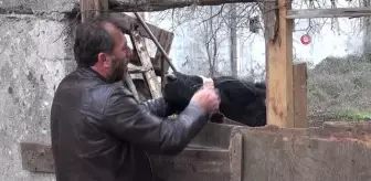 Yılbaşı gecesi çıktığı balkonda mahsur kalan tosun, yine aynı yerde mahsur kaldı