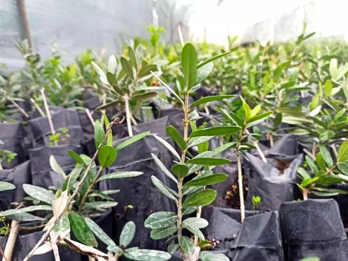 Zeytinin genetik zenginliği koruma altına alınacak