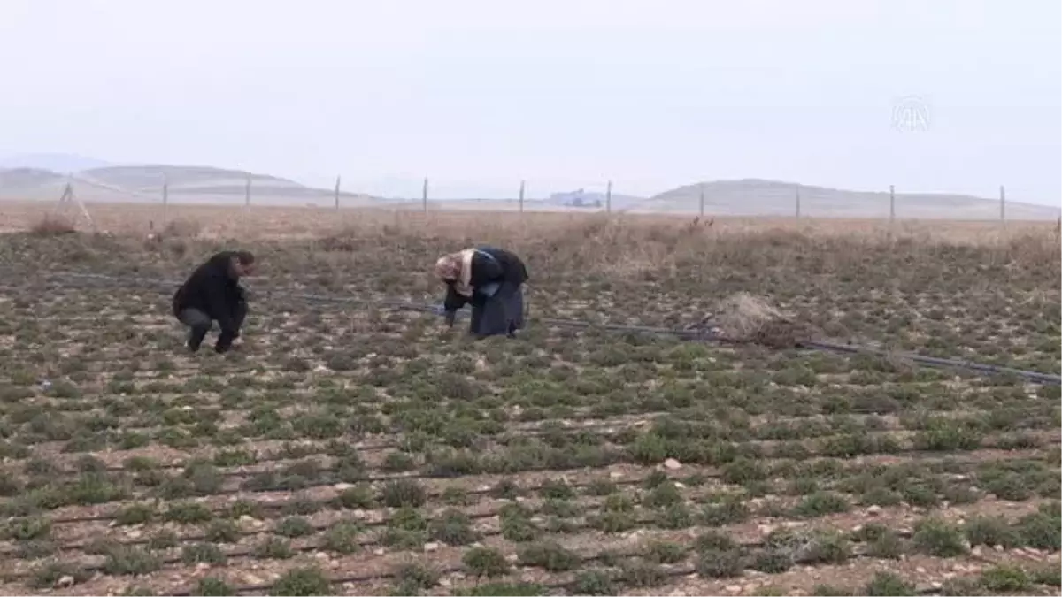 Girişimci kadınlar üretecekleri kekiğe hasat öncesi müşteri buldu