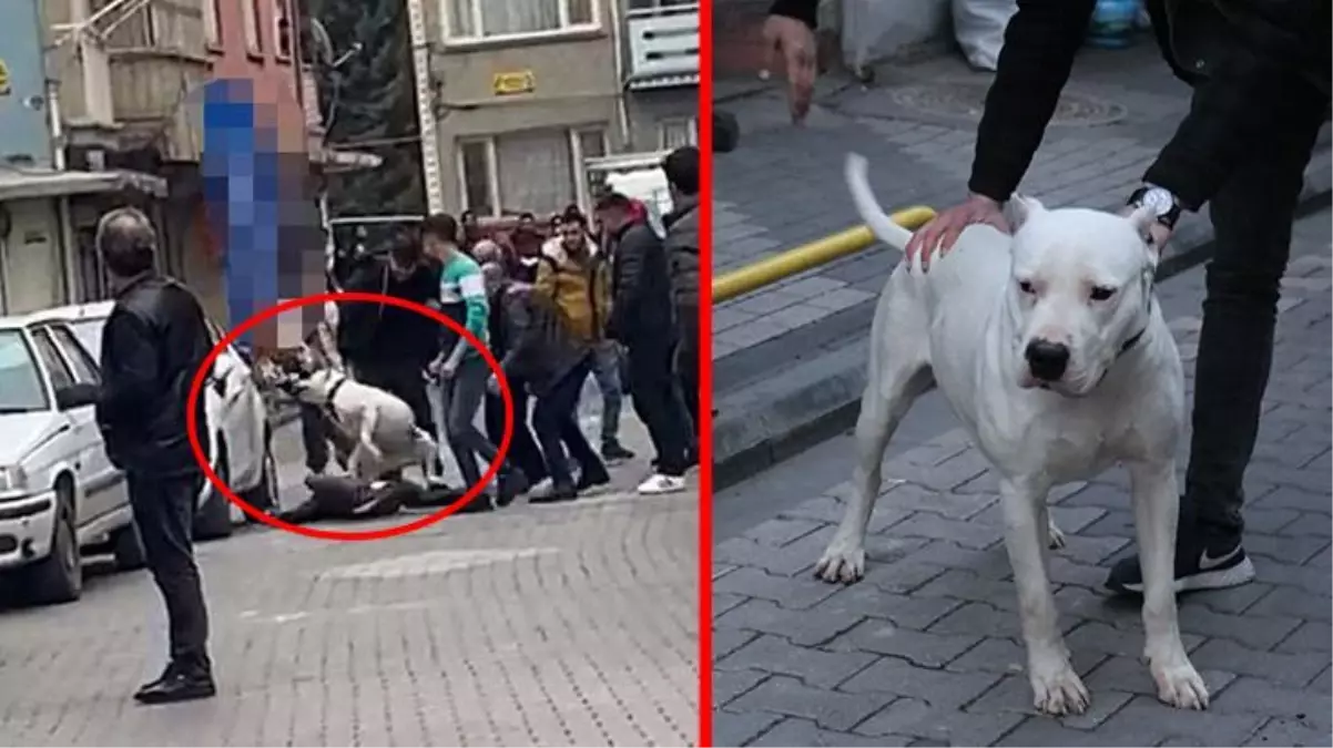 Kavgada kalabalığın üzerine beslediği pitbullu saldı! 3 kişinin yaralandığı olay kamerada