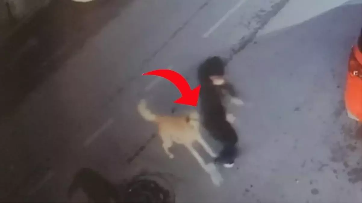 Sokak köpekleri yolda yürüyen 15 yaşındaki çocuğa saldırdı! O anlar kamerada