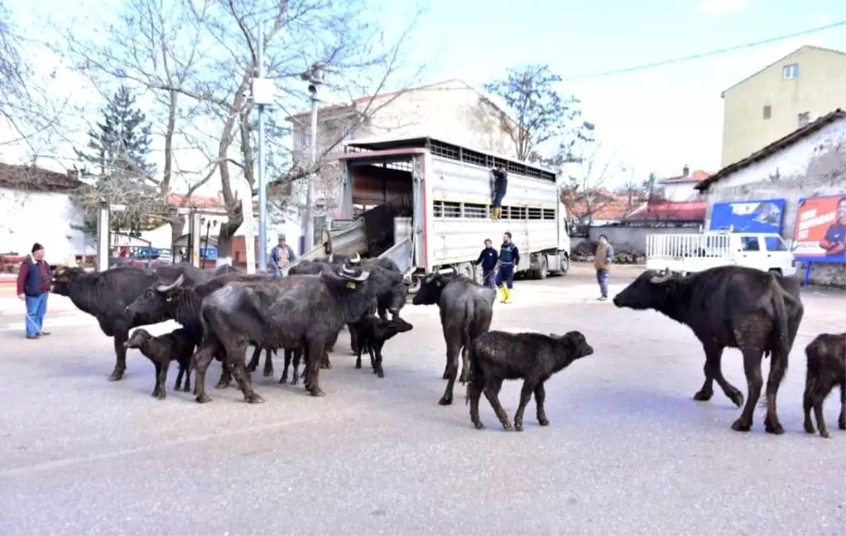 İnönü\'de manda kaymağı ve yoğurdunun üretimine büyük destek