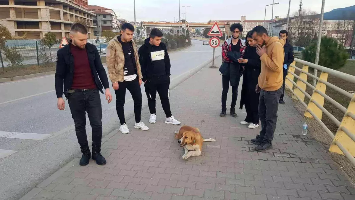 Otomobilin çarptığı köpek gençlerin sayesinde tedavi altına alındı