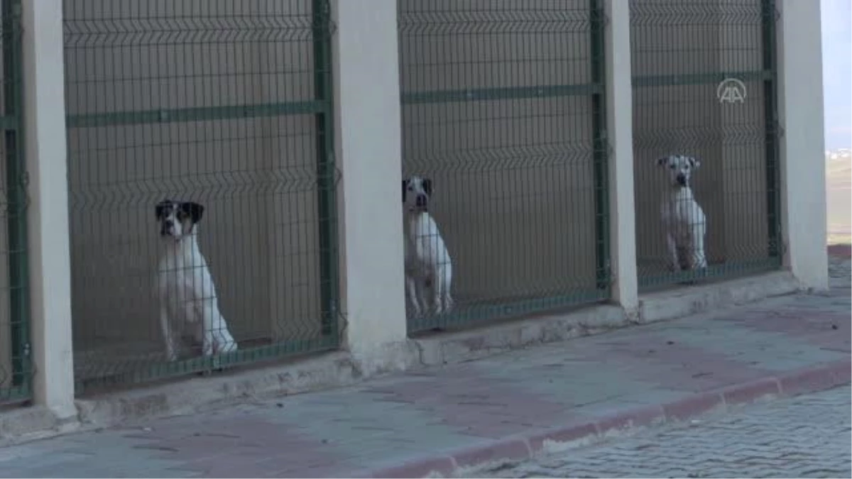 Rehabilitasyon merkezi "tehlikeli ırk" köpeklerin de yuvası oldu