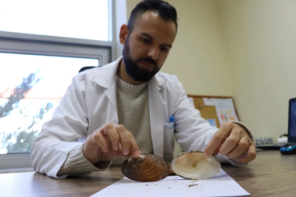 Son dakika haber | Türkiye\'de tatlı su midyesi türü 42\'ye yükseldi