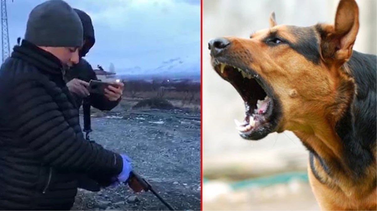 Sokak köpeklerinin saldırısına uğrayan 8 yaşındaki çocuğun durumu ağır