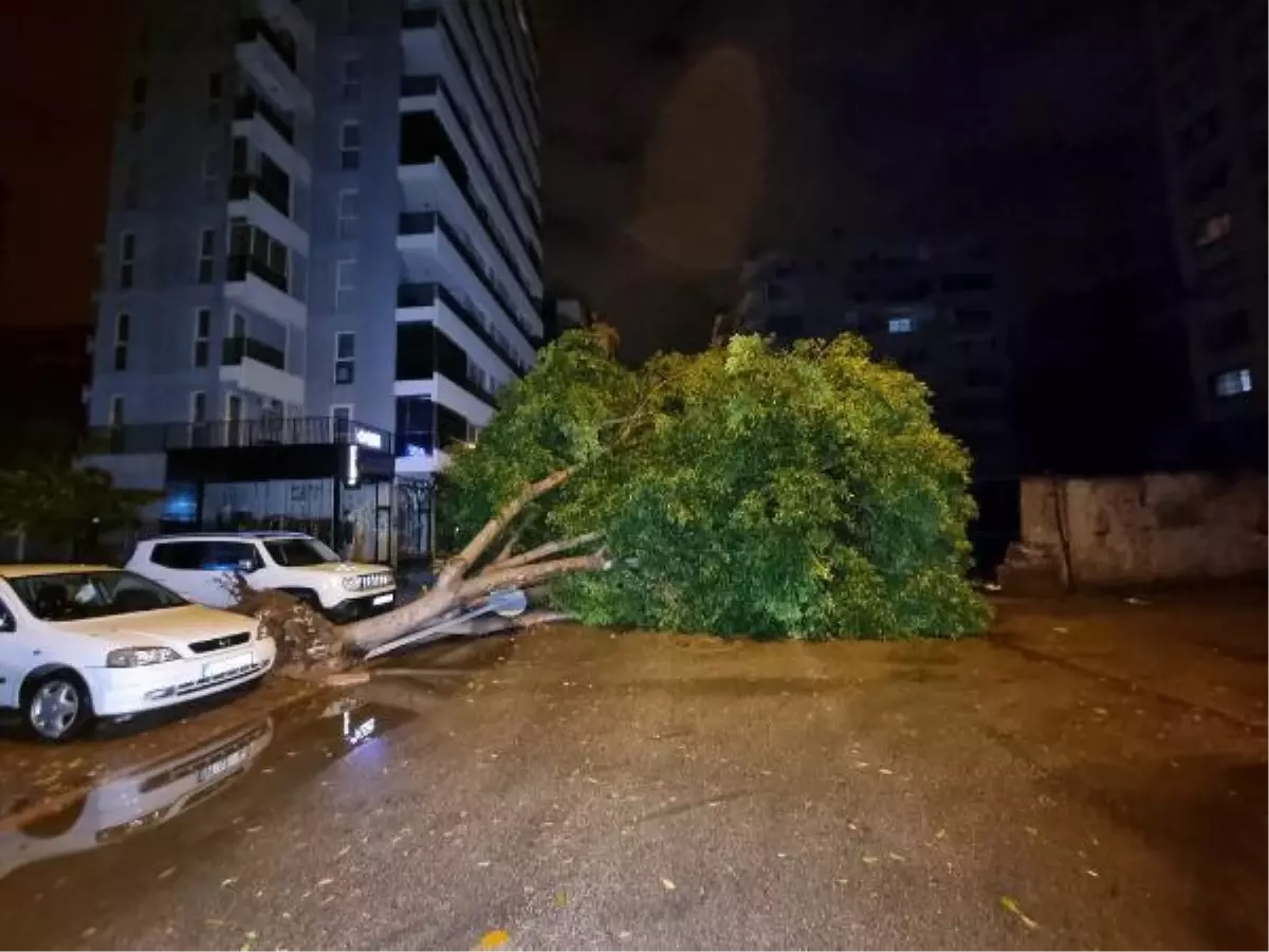 ADANA\'DA FIRTINA NEDENİYLE 15 METRELİK AĞAÇ DEVRİLDİ