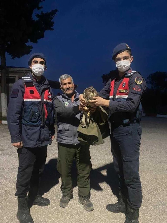 Adana'da jandarmanın bulduğu yaralı şahin tedaviye alındı