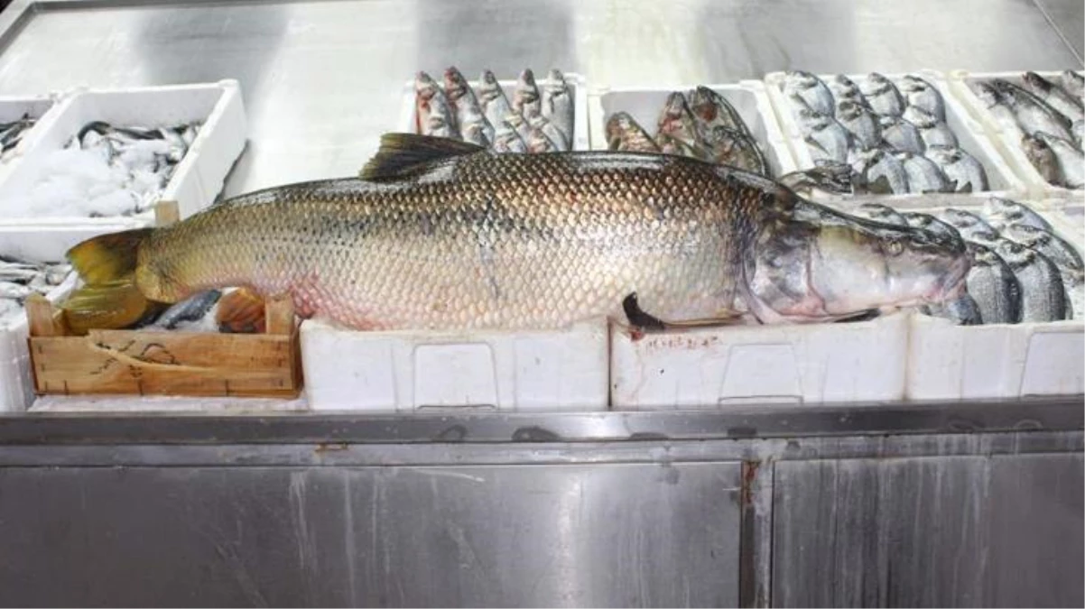 Atatürk Barajı\'nda 30 kiloluk turna balığı yakalandı
