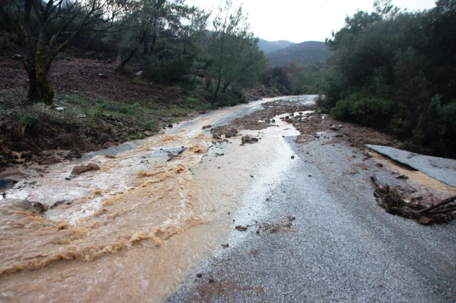 Bodrum'u sel vurdu! Evleri su bastı, sokak hayvanları boğuldu