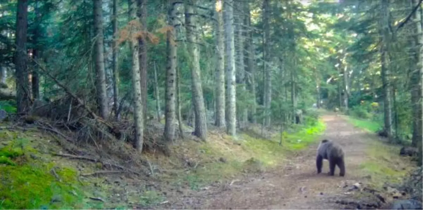 Son dakika haber... BOLU\'NUN YABAN HAYATI FOTOKAPAN KAMERASINDA