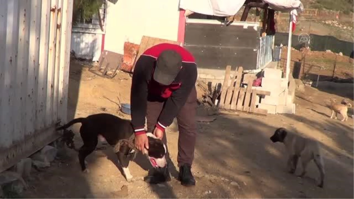 GAZİANTEP - Terk edilen pitbull cinsi 10 köpek barınağa alındı