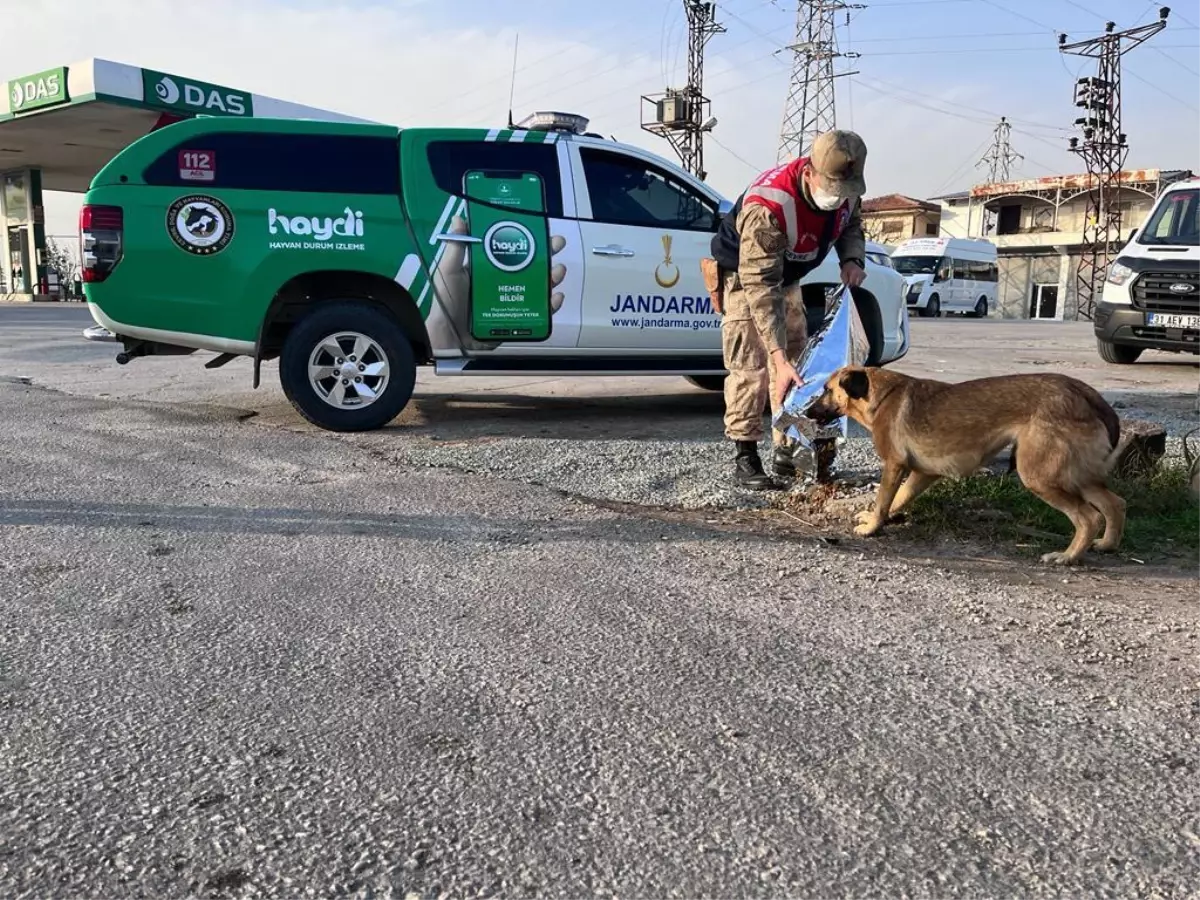 Son dakika: Hatay\'da jandarmadan sokak hayvanlarına mama ve su desteği