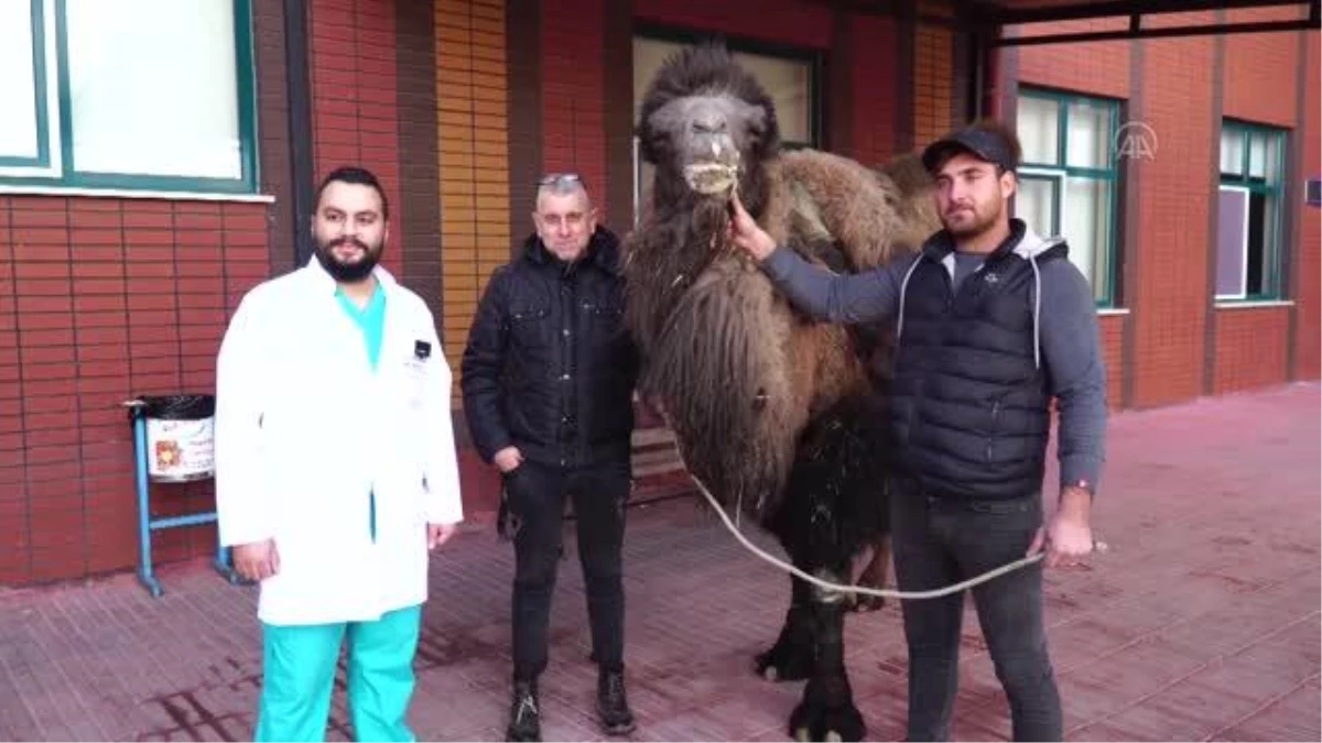 Son dakika haberleri | Hayvan hastanesinde deveye katarakt ameliyatı yapıldı