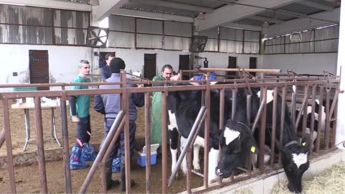 Süt verimi yüksek inek elde etmek için 7 düveye embriyo nakledildi