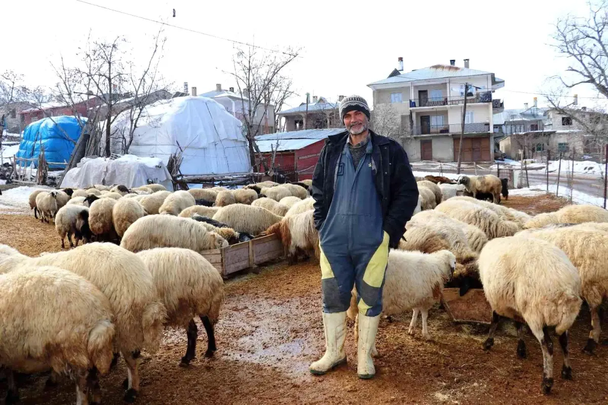 Yazın yaylalarda hayvanlarını otlatan besiciler, kışın hayvanlarına ahırlarda bakıp kar üzerinde besliyor