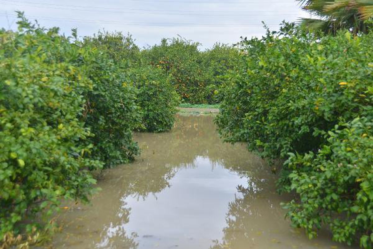 ADANA'DA TARIM ARAZİLERİ SU ALTINDA KALDI