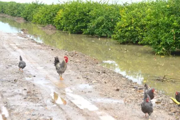 Adana'da tarım arazileri su altında kaldı