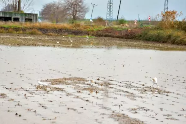 Adana'da tarım arazileri su altında kaldı