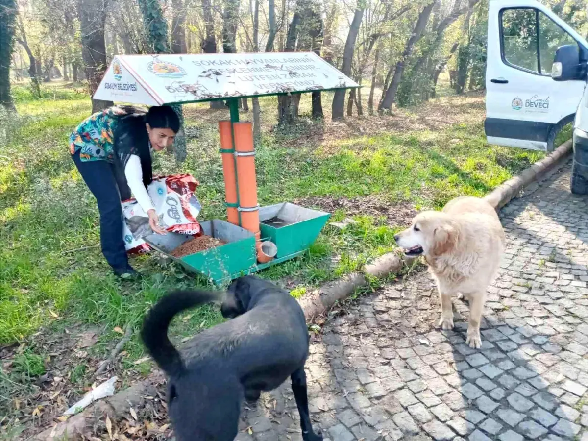 Atakum Belediyesi\'nden sokak hayvanlarına 9 ton mama desteği