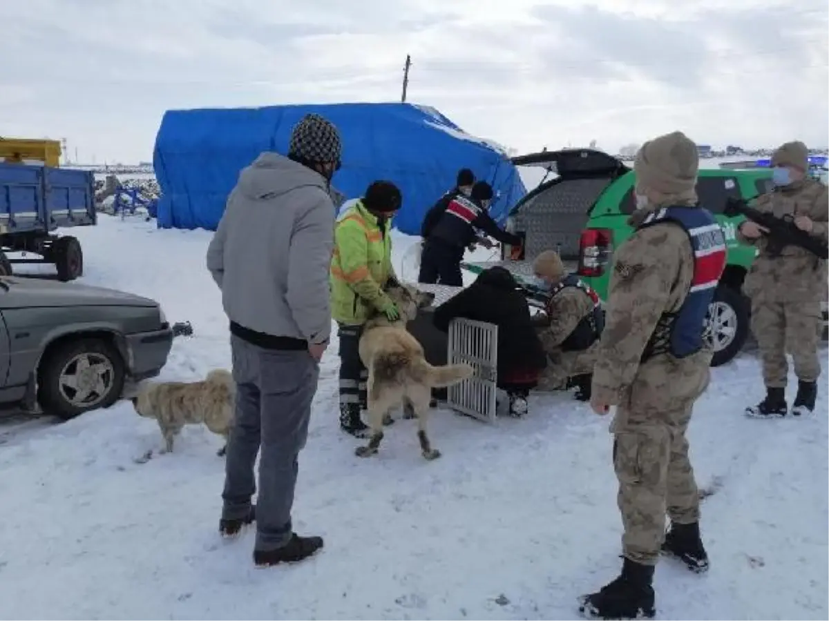 Son dakika haberleri... Dövüştürdükleri köpekleri sosyal medyada paylaşan 3 şüpheli gözaltına alındı