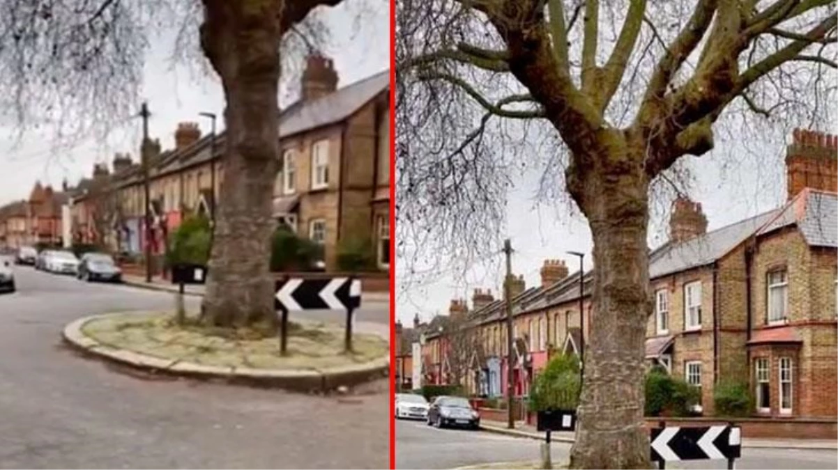 İngilizler neden yolun ortasına ağaç dikiyor? Tartışmaya son noktayı Ulaştırma Bakanlığı koydu