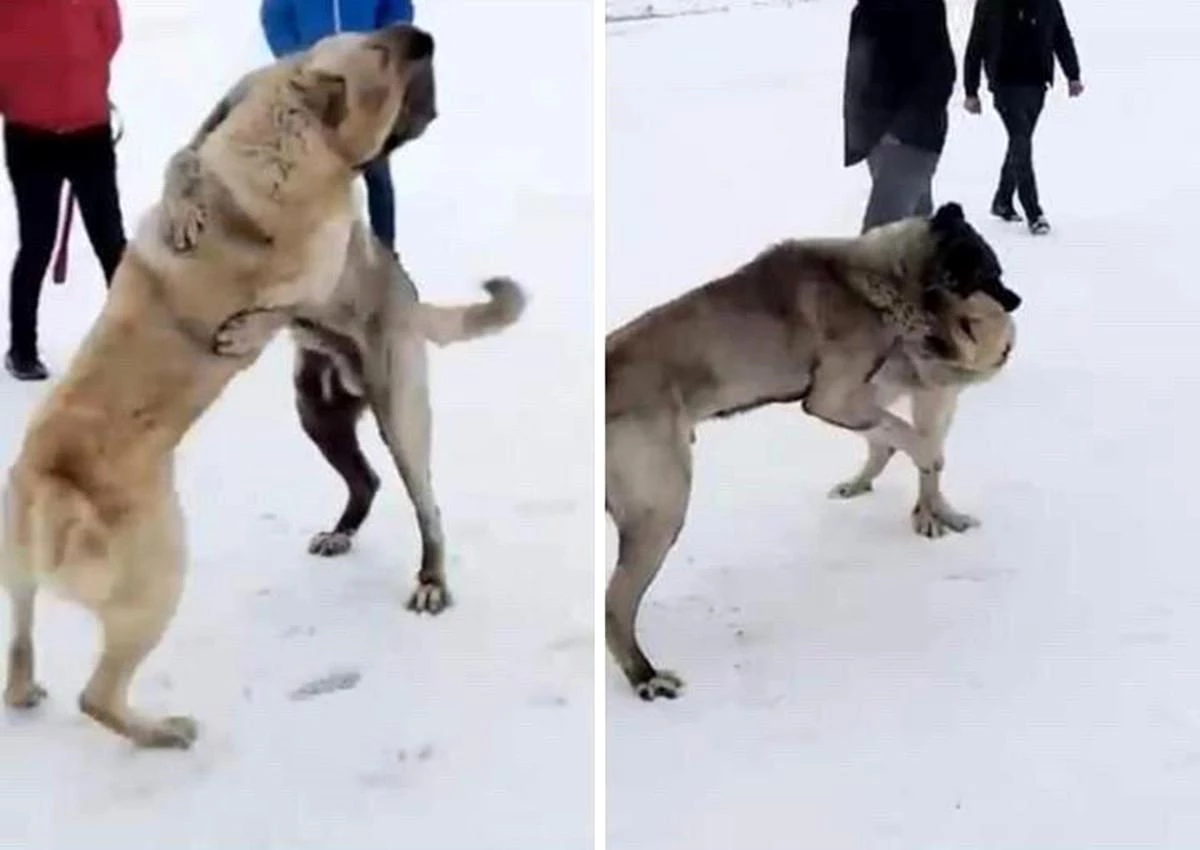 Kars\'ta köpek dövüştüren 3 kişi yakalandı