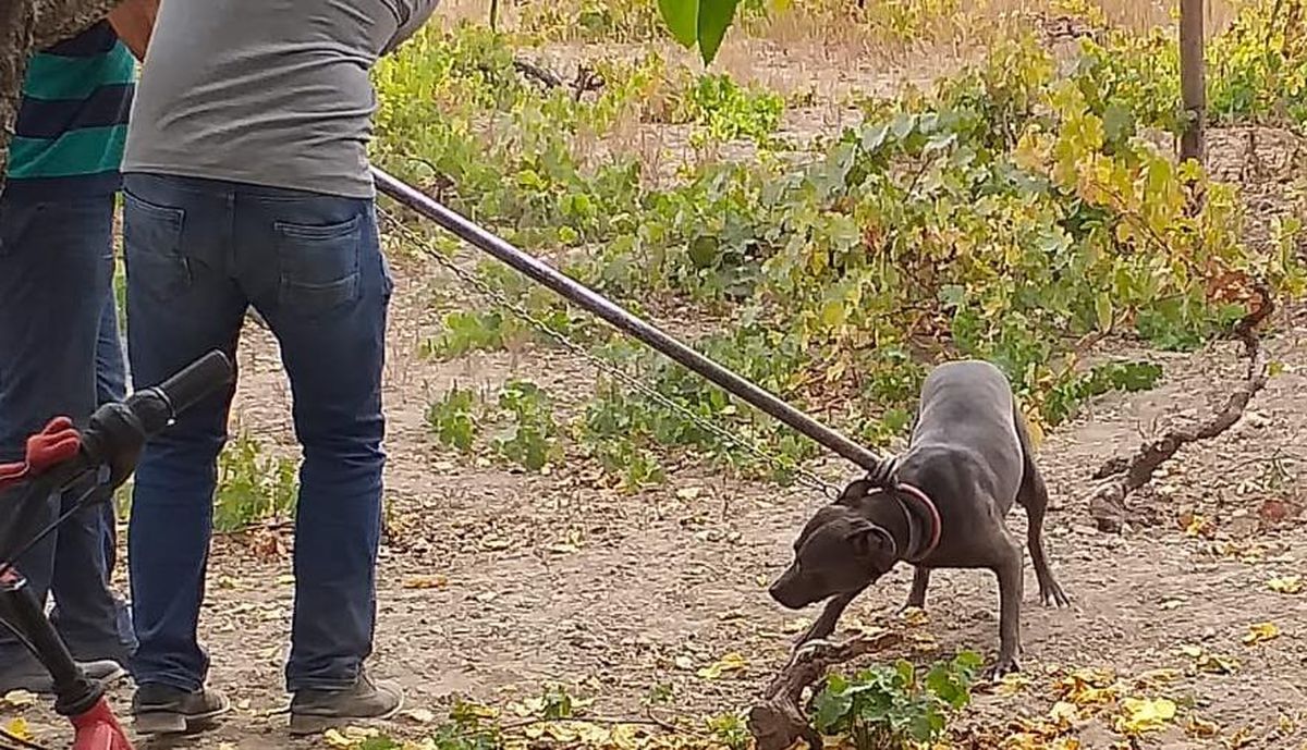 Kayseri'de tehlikeli ırk köpeklerin ticaretini yapan 6 kişiye 240 bin lira ceza